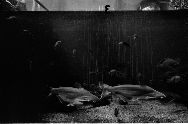 Návštěva akvária v Berlíně při olympiádě 1936   ryba,akvárium,Berlín,Olympijské hry,nacismus