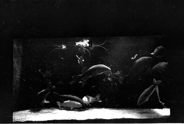 Návštěva akvária v Berlíně při olympiádě 1936   ryba,akvárium,Berlín,Olympijské hry,nacismus