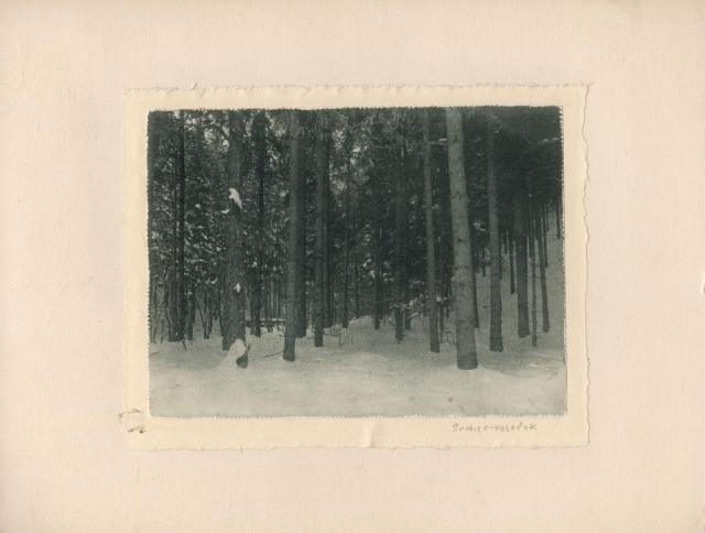 Les v zimì  12.5x17 bromolej,stromy,umělecká fotografie