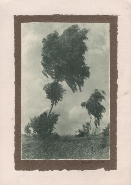 Strom ve větru  Břízy. 1925, ušlechtilý tisk (bromolejotisk) původně v zeleném odstínu, 21x30cm strom,umělecká fotografie,krajiny