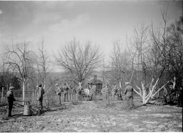 Postřik stromku trakařovým postřikovačem, 1928   práce,škola,zemědělství,Hospodářská škola