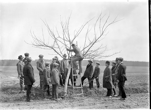 Ořezávání jabloně, 1928