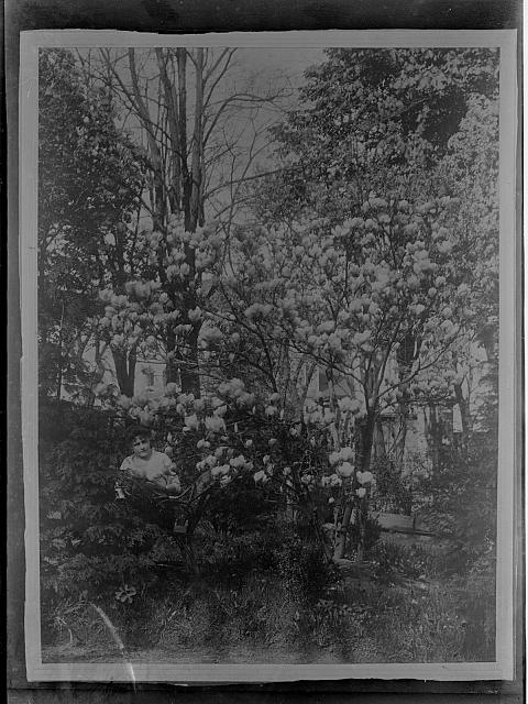 žena pod magnolií   portrét,magnolie,park