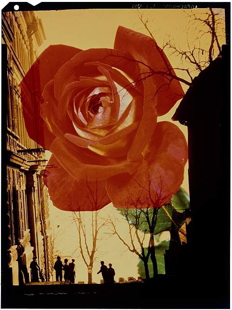 Růže  Na obálce: 1976 růže