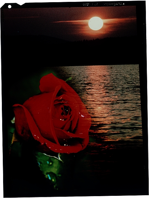 Růže  Na paspartě: 1976 růže