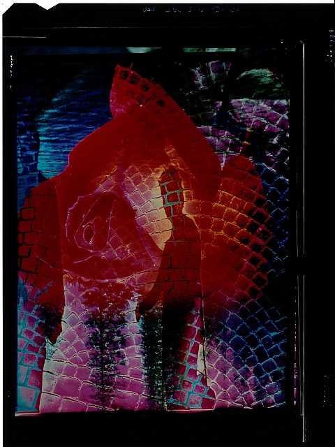 Růže pro Lidice  pasparta: růže pro Lidice, 1972 fotomontáž