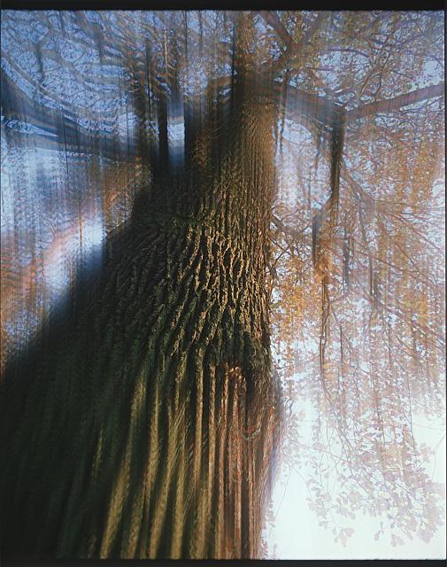 Strom  Publikováno v knize "Jižní Čechy objektivem tří generací" Pavla Scheuflera. strom,násobič
