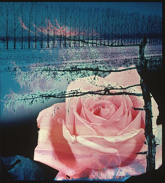 Růže pro Lidice II  Publikováno v knize "Jižní Čechy objektivem tří generací" Pavla Scheuflera. růže,strom,Lidice,fotomontáž