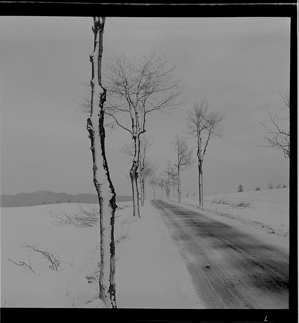 Zimní cesta   cesta,strom,sníh