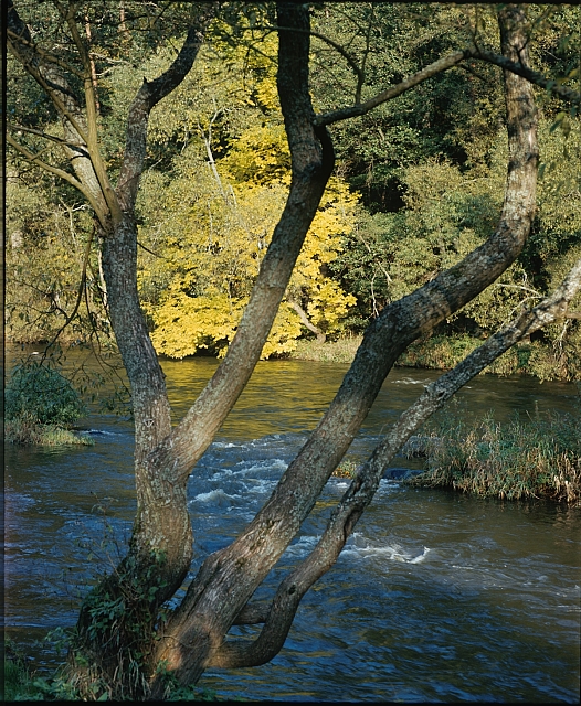 strom u řeky   portrét