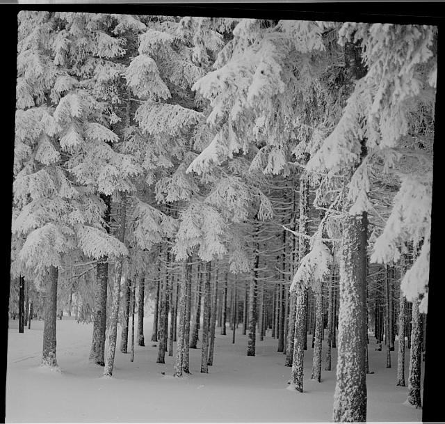 stromy v zimě   stromy,krajina