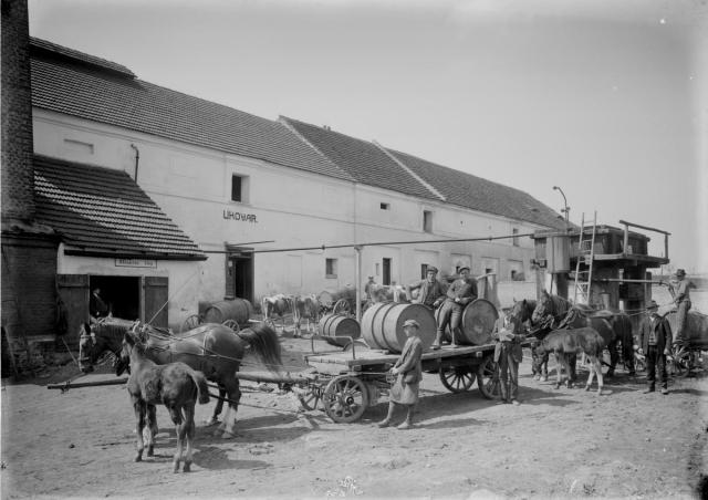 Lihovar Vejrec 1928, koně na dvoře   lihovar,Vejrec,průmysl, kůň
