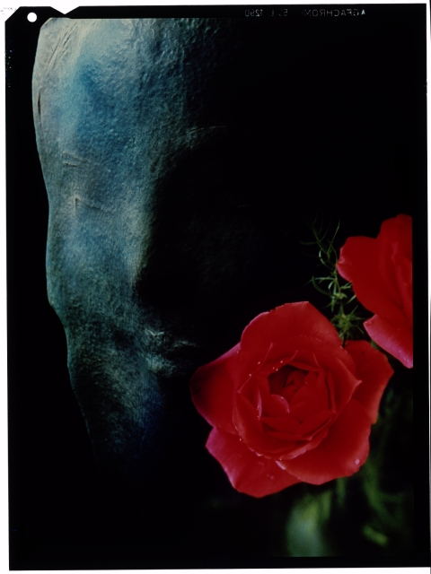 Růže pro Lidice  pasparta fotomontáž
