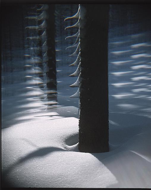 Stromy v zimě  Publikováno v knize "Jižní Čechy objektivem tří generací" Pavla Scheuflera. strom,zima,fotomontáž