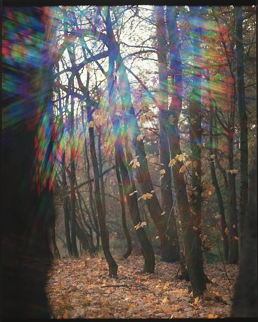 Podzimní slunce  Publikováno v knize "Jižní Čechy objektivem tří generací" Pavla Scheuflera. strom,podzim,slunce,duha