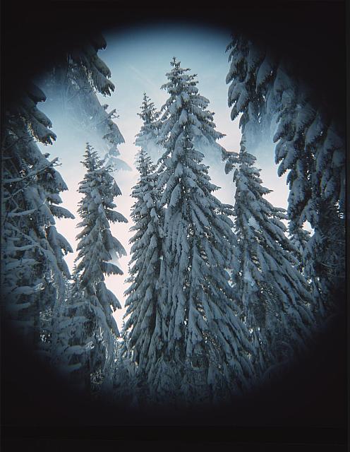 Stromy v zim2  Publikováno v knize "Jižní Čechy objektivem tří generací" Pavla Scheuflera. strom,zima,násobič
