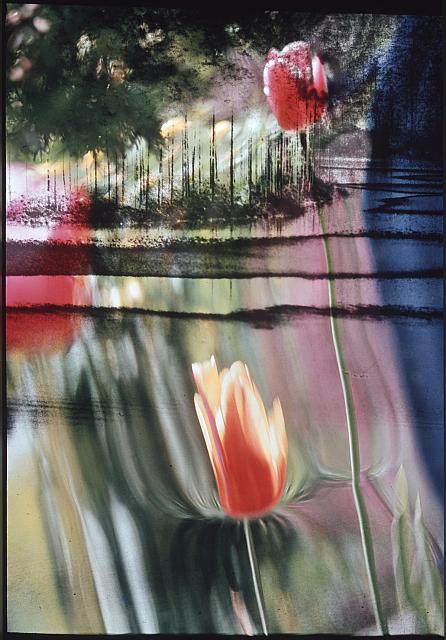 Tulipány  Publikováno v knize "Jižní Čechy objektivem tří generací" Pavla Scheuflera. tulipán,fotomontáž