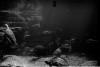 Návštěva akvária v Berlíně při olympiádě 1936 (in Czech), keywords: ryba, akvárium, Berlín, Olympijské hry, nacismus