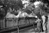 Návštěva ZOO v Berlíně 1936 (in Czech), keywords: Německo, Berlín, zoo, velbloud