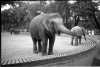 Návštěva ZOO v Berlíně 1936 (in Czech), keywords: Německo, Berlín, zoo, slon
