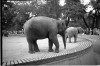 Návštěva ZOO v Berlíně 1936 (in Czech), keywords: Německo, Berlín, zoo, slon