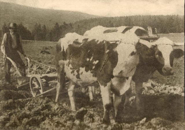 Oráč (in Czech), keywords: cow, tiller, art, countryside