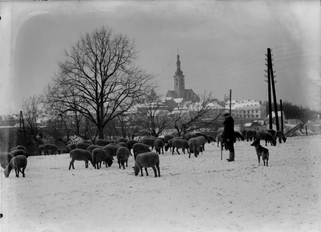 Pohled na Tábor s Bezručovy ulice (in Czech), keywords: Tábor, whole, sheeps, winter  Tábor, whole, sheeps, winter