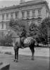 Rozmazaný jezdec na rozmazaném koni s ostrým lupením před hospodářskou školou (in Czech), keywords: horse, jezdec, Tábor