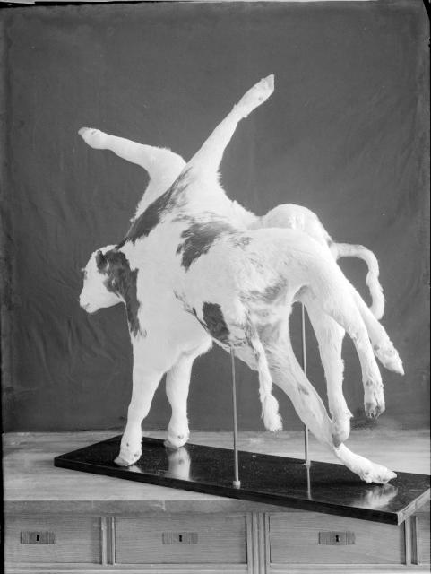 Eight-legged calf, 1930.  Anatomical specimen of twin foetuses which have remained joined at the body, lik... field, Zemědělská škola, zemědělství, 