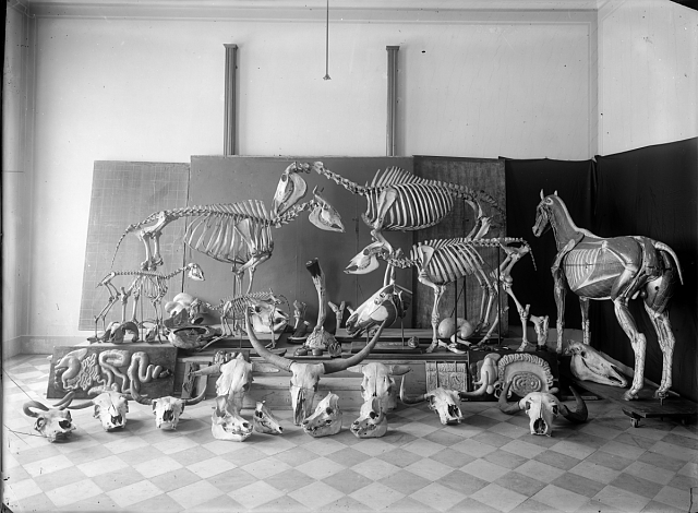 Skeletons and Anatomical specimens.
