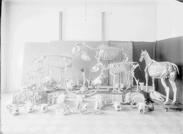 Skeletons and Anatomical specimens.  school, zemědělství, školní pomůcky