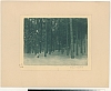 Les (in Czech), keywords: forest