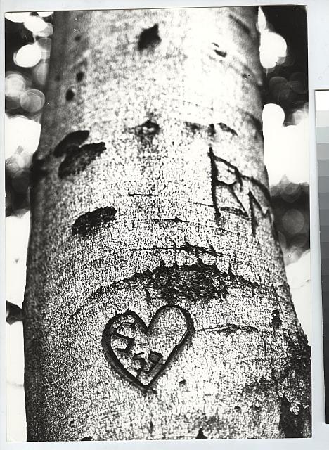 bez názvu (in Czech), keywords: tree, srdce, láska  tree, srdce, láska