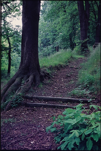 cesta v lese (in Czech), keywords: tree, way  tree, way