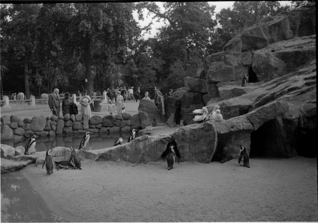Návštěva ZOO v Berlíně 1936   Berlín,zoo