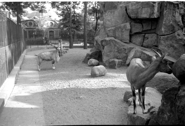 Návštěva ZOO v Berlíně 1936   Německo,Berlín,zoo,koza