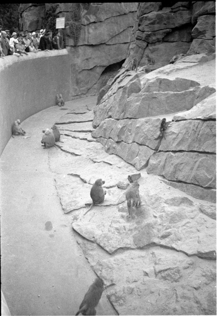 Návštěva ZOO v Berlíně 1936   Německo,Berlín,zoo,opice