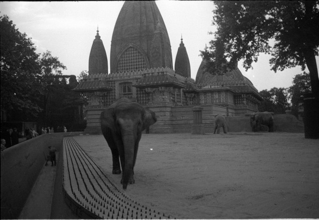 Návštěva ZOO v Berlíně 1936   Německo,Berlín,zoo,slon