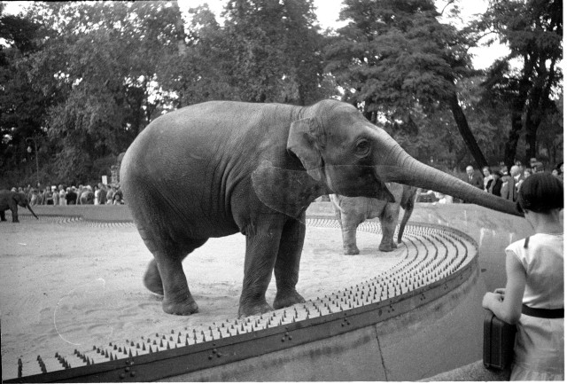 Návštěva ZOO v Berlíně 1936   Německo,Berlín,zoo,slon