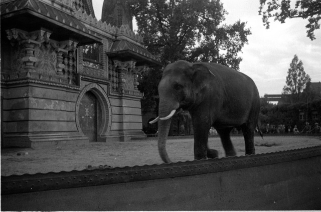 Návštěva ZOO v Berlíně 1936,slon   Německo,Berlín,zoo