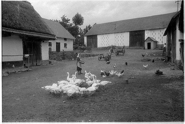vajíčkárna   husa,vesnice,drůbež,zemědělství