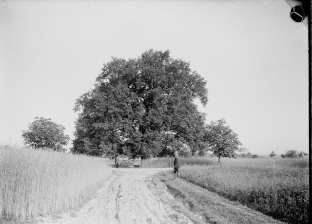 Památný dub v Turovci 1925   krajina,Turovec