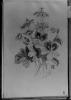 kresba kytice, Matěj Minář 1869