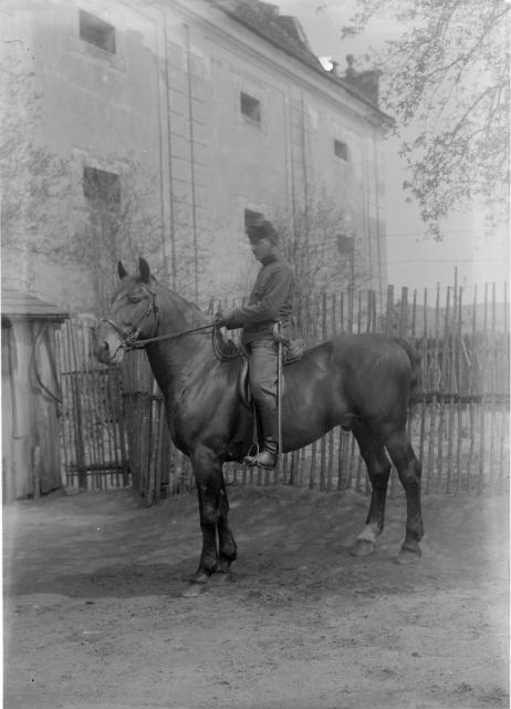 Pšelerák  fotografie hřebčáků tzv. " pšeleráků", což byli zaměstnanci státních hřebčinců, ... kůň