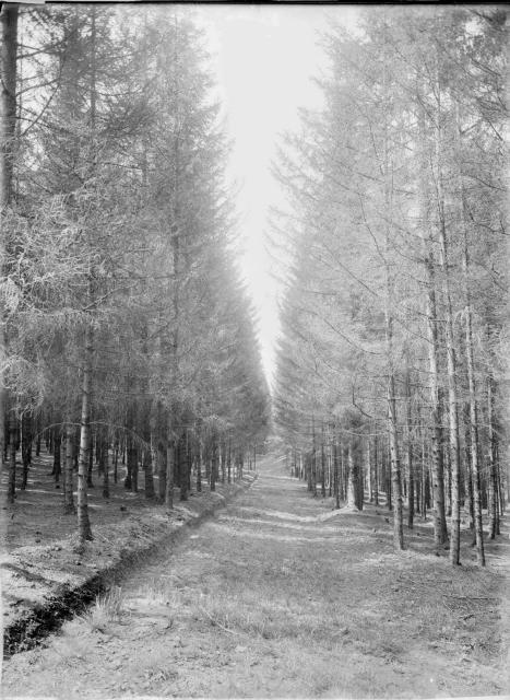 14.- lesní kultura  Partie z Kášovického ohniska ze spodní aleje proti násekové plošiny les 