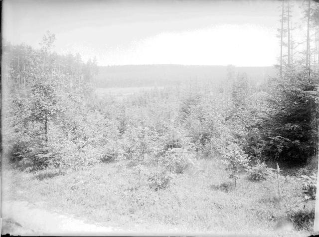 Tmavá seč na Žlábku v lese Kameném směrem k Soukeníku   les