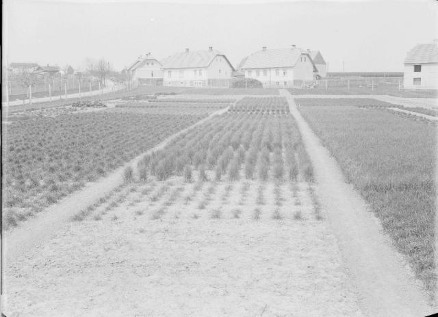 Střední hospodářská škola, pokusná pole  Ing. Kolář Měšice pokusná pole 1930 škola,zemědělství,pole