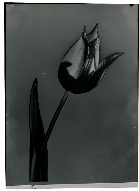 Tulipán  Na obálce: Akt Atelier 12x16 (cenzored) (sedící) Potrtét Atel Akt ve vaně Akt s ... tulipán