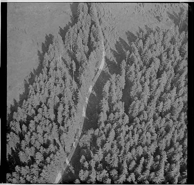 Letecký snímek - les   letecký snímek
