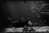 Návštěva akvária v Berlíně při olympiádě 1936